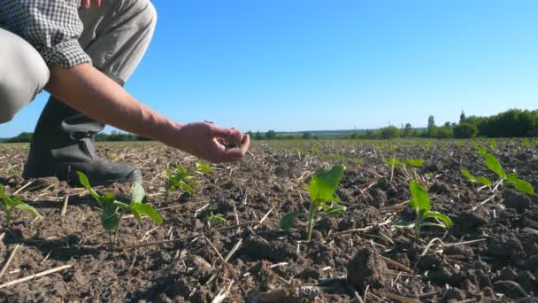 Mies käsi viljelijä tilalla kasa maaperän ja tutkimalla kuivaa maata kentällä vihreitä ituja auringonkukan aurinkoisena kesäpäivänä. Maatalouden käsite. Sivunäkymä Sulje hidastus
 - Materiaali, video