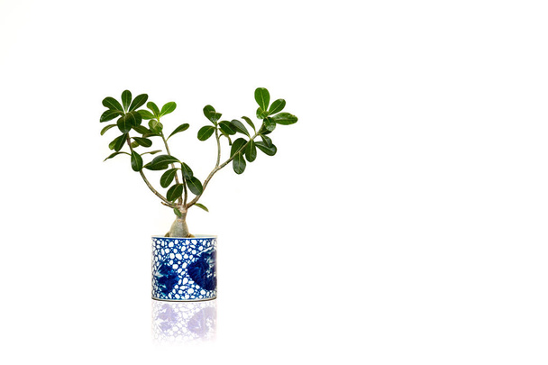 House green plant isolated in white background. - Photo, Image