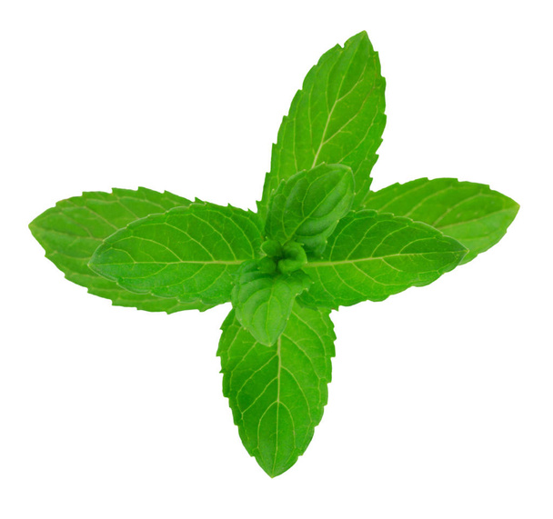 Fresh raw mint leaves isolated on white background - Photo, Image