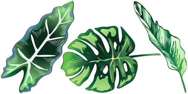 Tropical green leaves in a vector style isolated. - ベクター画像