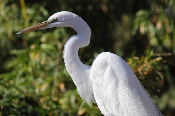 Μεγάλος egret - Φωτογραφία, εικόνα