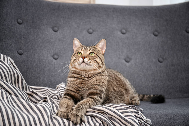 Cute cat resting on sofa at home - Foto, afbeelding