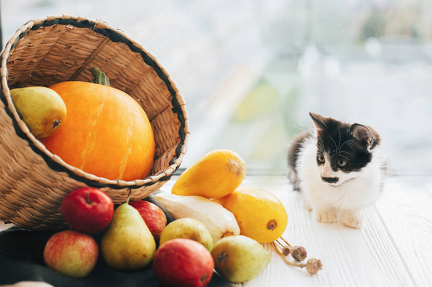 Happy Thanksgiving and Halloween. harvest and hello autumn concept with space for text. Adorable kitty sitting at pumpkin ,zucchini, apples and pears in straw basket - Photo, Image