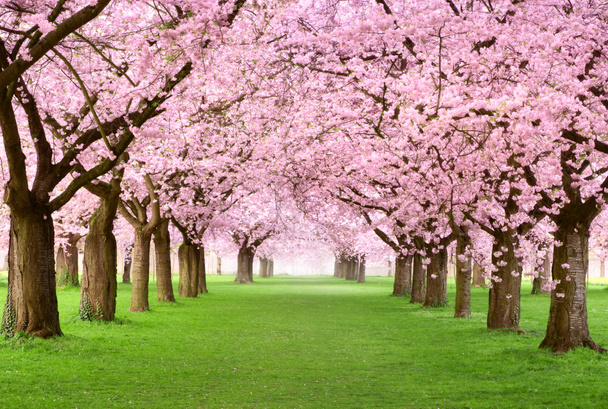 De magnifiques cerisiers en pleine floraison - Photo, image