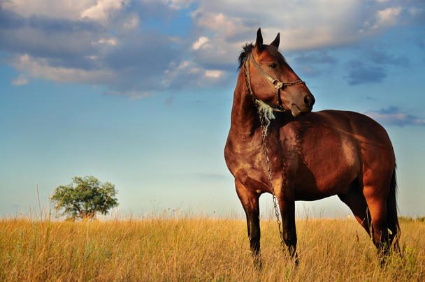 Hevonen ja pelto
 - Valokuva, kuva