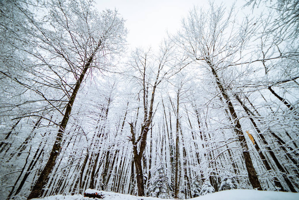 a magical winter nature, tall trees covered with white snow, frost and cold - Φωτογραφία, εικόνα
