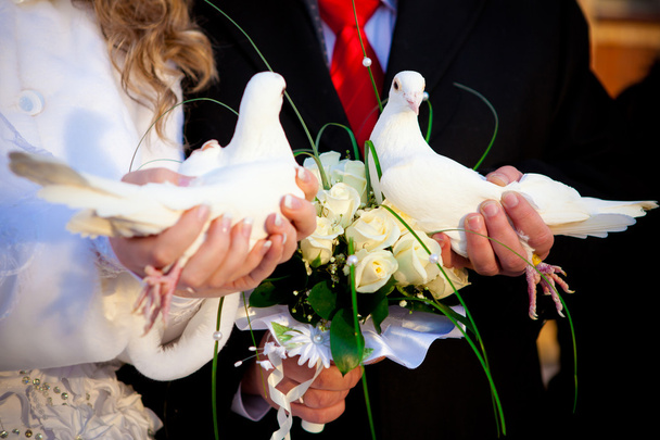 duiven in handen van de bruidegom en de bruid - Foto, afbeelding