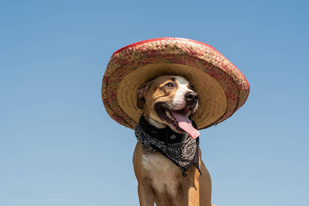 Lovely dog in mexican hat as a western style bandit of gangster. Cute funny staffordshire terrier dressed up in sombrero hat as mexico festive symbol or for halloween - Zdjęcie, obraz