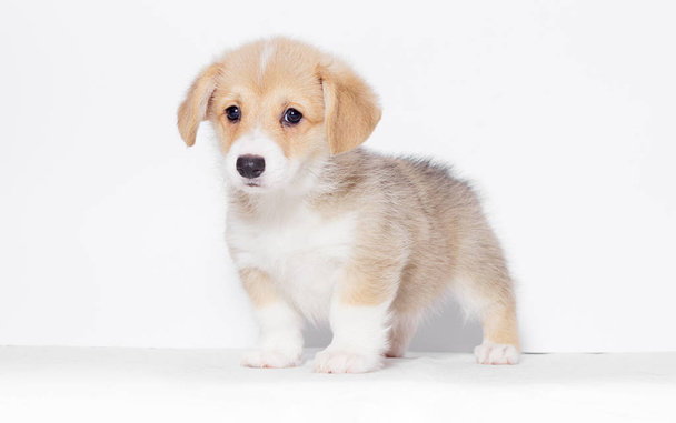 pembroke welsh corgi puppy looks - Фото, изображение