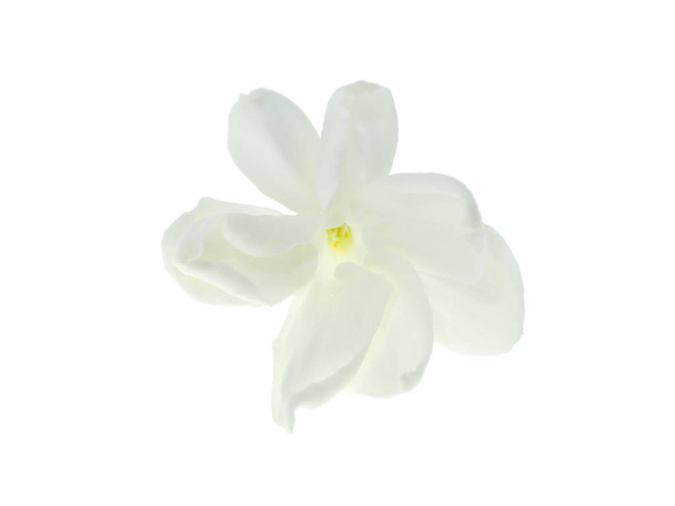 Крупним планом біла квітка жасмину ізольовані на білому тлі
. - Фото, зображення