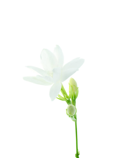 Primo piano di fiore di gelsomino bianco isolato su sfondo bianco
. - Foto, immagini
