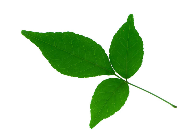 Close up of Bengal Quince leaf on white background. (Aegle marmelos Correa) - Photo, Image