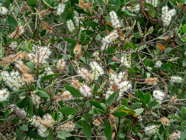 Bílý květ Kubobová strom, mléko dřevo, papír kůra stromu (Melaleuca quinquenervia). - Fotografie, Obrázek