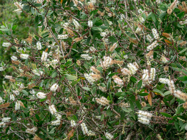 Bílý květ Kubobová strom, mléko dřevo, papír kůra stromu (Melaleuca quinquenervia). - Fotografie, Obrázek