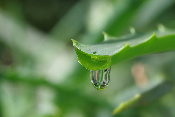aloe leaf with dripping clear juice - Photo, image