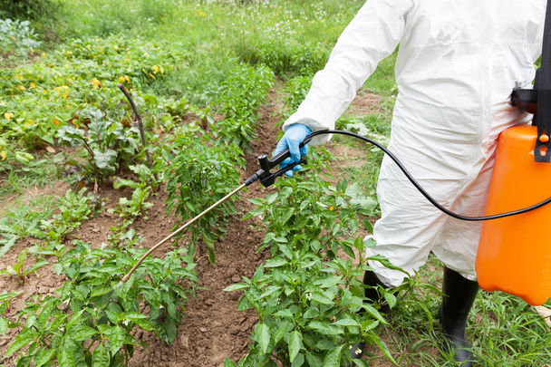 Pestycydy lub rozpylania środków owadobójczych. Non organiczne warzywa. - Zdjęcie, obraz