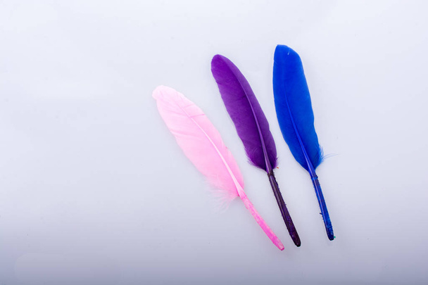 Collection of colored decorative feathers placed  on white background - 写真・画像