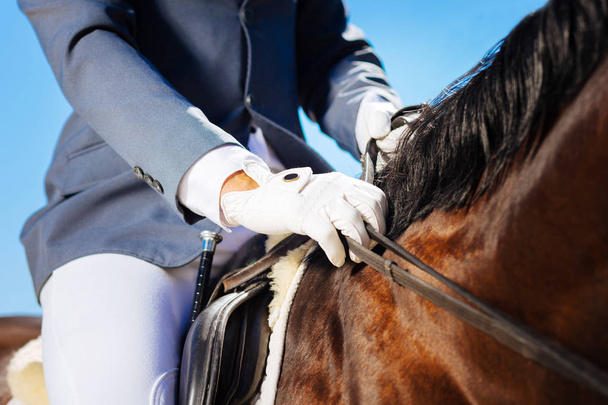 Gentle horseman wearing blue jacket and blue gloves - Valokuva, kuva