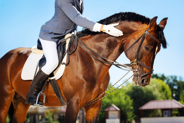 Pferdemann mit weißen Handschuhen streichelt sein schönes braunes Pferd - Foto, Bild