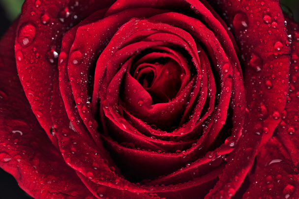 Hermosa rosa roja con gotas de lluvia - Foto, Imagen