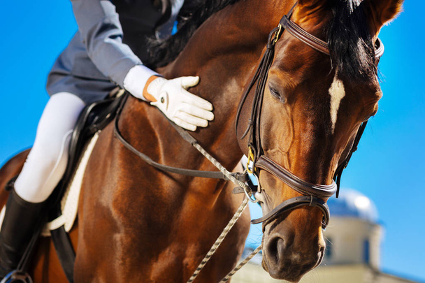 Caring equestrian calming his favorite horse before horserace - Foto, afbeelding