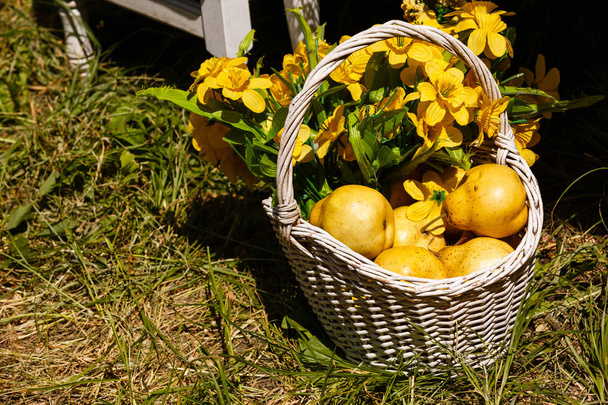 cesta rústica con peras maduras amarillas
 - Foto, Imagen