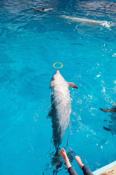 Skákající delfíni skákaví šťastný hrát s barevnými kroužek v modré vodě. Dolphin asistované léčby - Fotografie, Obrázek