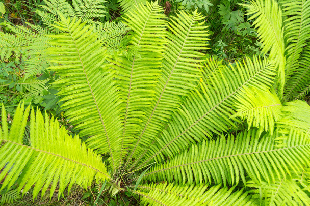A close view of the bushes of a bright green fern on a sunny, fresh summer day. Feeling of freshness, naturalness and nature. - Photo, Image