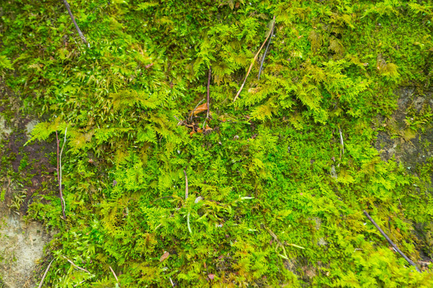 Γκρο πλαν, πολύχρωμα βρύα πάνω σε πέτρες στα βουνά ποικιλόχρωμος τραχιά υφή πράσινο πορτοκαλί και παστέλ τόνους - Φωτογραφία, εικόνα