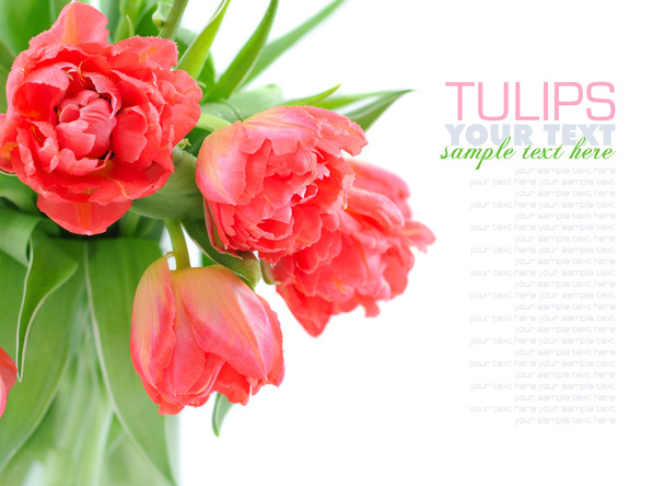 Bouquet of tulips isolated on white - Photo, Image