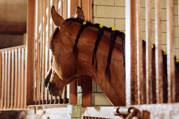 Big beautiful racing horse having cute little braids on mane hair - Fotografie, Obrázek