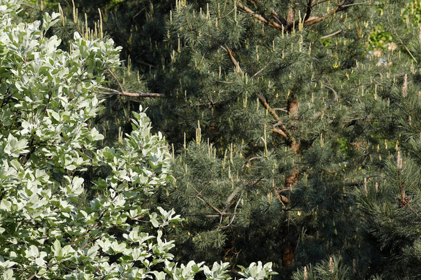Liści drzew liściastych i kolce drzew iglastych tworzą naturalne tło - Zdjęcie, obraz