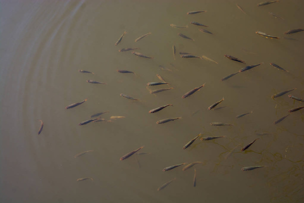 Pesci trovati in abbondanza nelle acque fangose - Foto, immagini