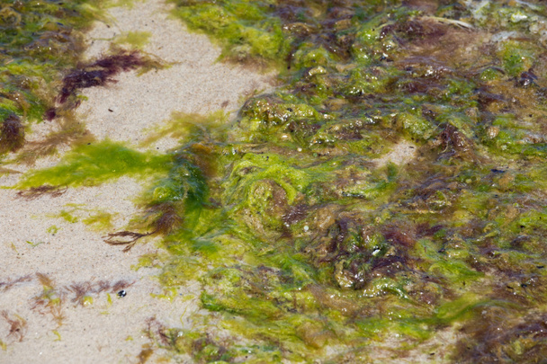Sea algae at the very seashore on a sandy beach in Kolobrzeg , Poland - Photo, Image