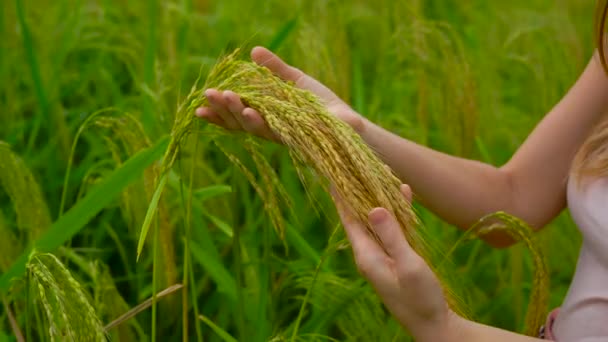 Joven pelirroja belleza de pie en el campo verde y la celebración de plantas de trigo verde en las manos
 - Imágenes, Vídeo