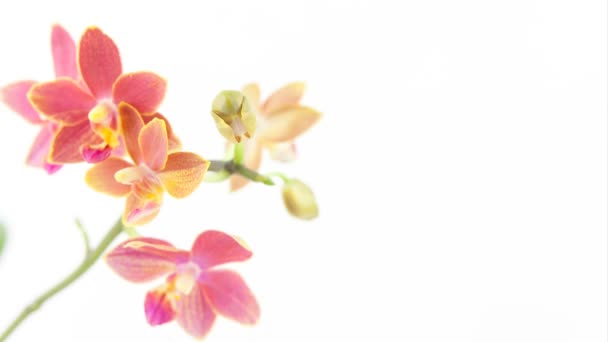 Orquídea rara bonita no potenciômetro no fundo branco
 - Filmagem, Vídeo