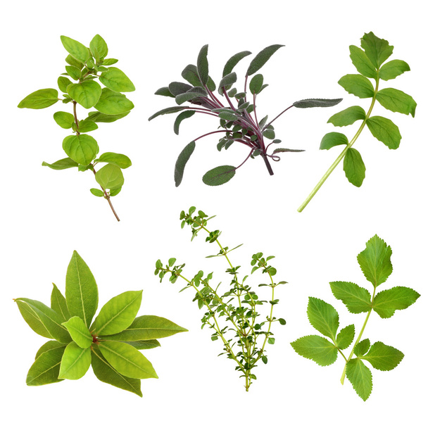 Herb Leaf Selection - Photo, Image