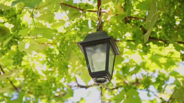 The street lamp hangs in the vine. - Footage, Video