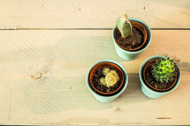 Green house plants potted, cactus top view vintage background - Foto, immagini