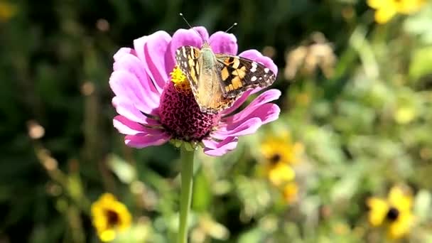 Butterfly takes off from a pink flower after getting nectar. - Footage, Video