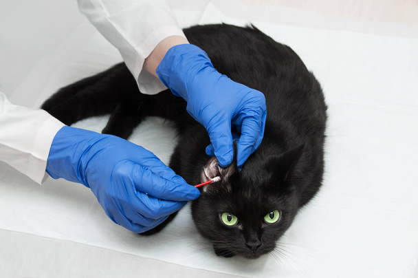 A veterinarian in a white coat and gloves is cleaning the ears of a black cat. Close-up - Photo, Image