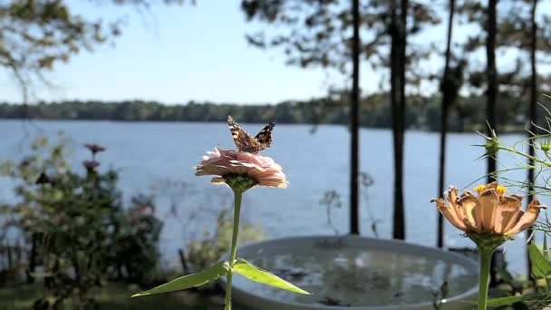 Бабочка снимается с цветка в замедленной съемке с озером на заднем плане
. - Кадры, видео