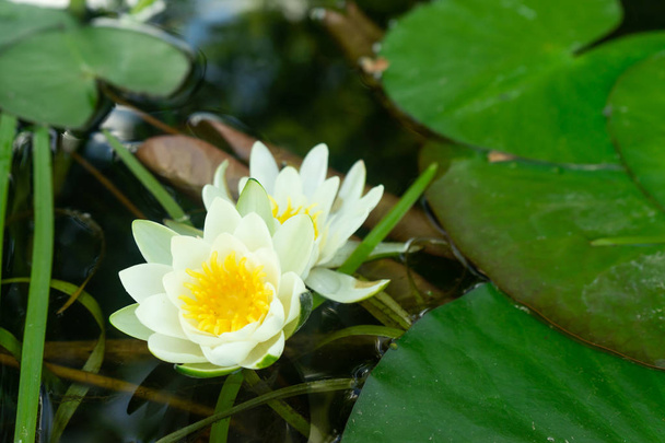 White lotus with yellow pollen on surface of pond. - Фото, изображение