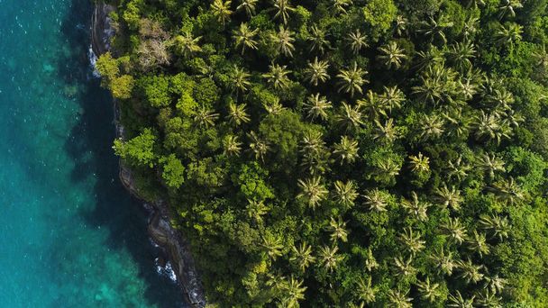 Overhead drone shot of tops of palm trees and turquoise sea water in Ko Pu island in Phuket, Thailand. Abstract texture, place for text - Photo, image
