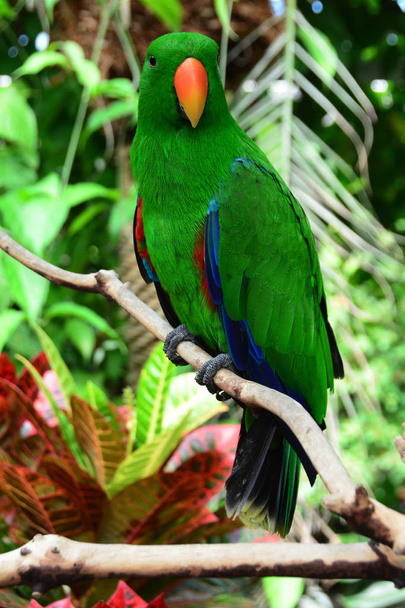 Eclectus parrot Free Stock Photos, Images, and Pictures of Eclectus parrot