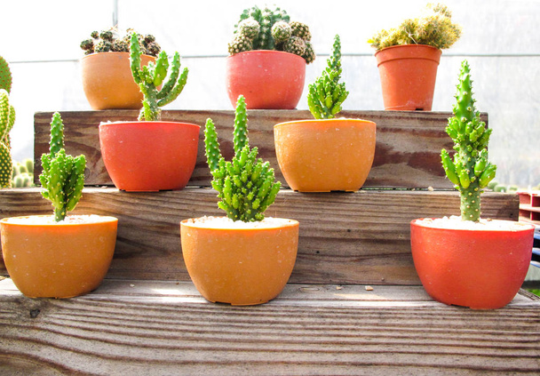 Belle place de cactus sur les étagères en bois / Home decoratio
 - Photo, image