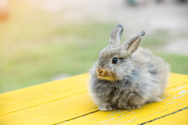 Gray rabbit in front of the rabbit barn - Photo, Image