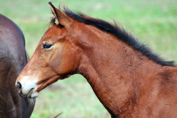 Ruskea Colt hevonen
 - Valokuva, kuva