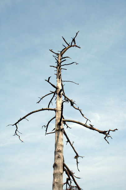 Dead Tree - Foto, afbeelding