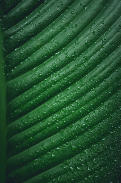 зелене листя фону темно-зелене листя
 - Фото, зображення
